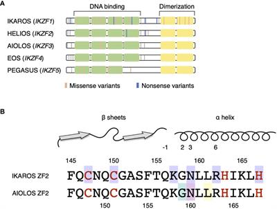 AIOLOS Variants Causing Immunodeficiency in Human and Mice